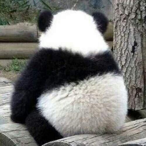 Pandas Site
