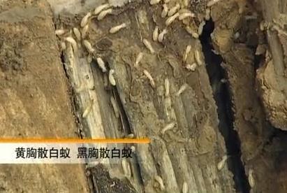相关推荐