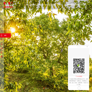 鲜板栗_鲜板栗价格_鲜板栗批发-遵化市栗老头板栗种植专业合作社