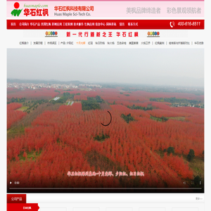 美国红枫最优品种:华石红枫【夕阳红、十月光辉、红冠、红珠宝、红酒佳人、日本红枫、秋火焰、秋日烈焰、美国改良红枫】---彩叶树美国红枫专业供应商：华石红枫科技有限公司-www.shmmw.com