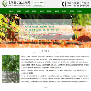 山东国槐，国槐价格、国槐树苗 - 嘉祥县丁玉龙苗圃