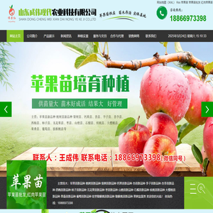 苹果苗|红肉苹果苗|苹果苗批发-莒南成伟苹果苗木基地