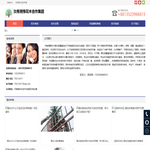 河南雪松,雪松种植_河南雪松,雪松种植