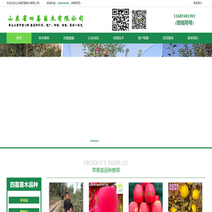 苹果苗-矮化苹果苗-苹果树苗 - 山东省四喜苗木有限公司