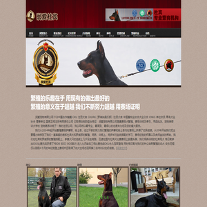 杜宾犬 德系杜宾 杜宾犬舍 赛级杜宾 —-青岛润爱犬业
