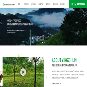 湖北樱之林生态农业有限公司-樱之林苗木基地-樱花种苗-樱花-红枫