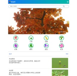 植物百科_关于植物的百科全书_燕雀草