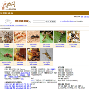 蚂蚁网-蚁网-东亚、东北亚、南亚及东南亚地区蚂蚁-全球最大的华语中文蚂蚁专业网站