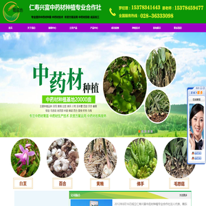 毛慈菇种苗,天冬种苗,中药材种苗,百合种苗,黄精种苗，白芨种苗，中草药种植，丹参种苗，佛手苗，射干种子，百合种子，射干苗，创业项目，中药材种植技术，黄连种苗，淫羊藿苗，