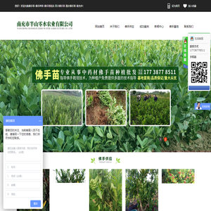 佛手苗-佛手种苗-佛手苗批发-四川佛手苗-重庆佛手苗-南充市半山零水农业有限公司