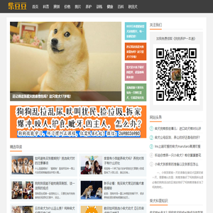 柴犬_专注日本柴犬知识科普,15年养柴经验 - 柴豆豆柴犬