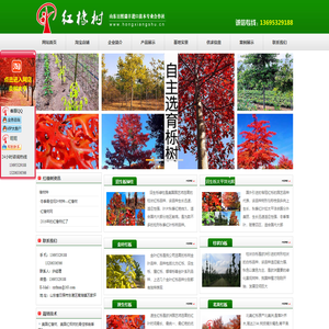 美国红橡树|北美红栎|速生红栎小苗|火焰红栎种子|价格-―红橡树网【13695329188】