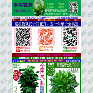 绿萝批发,广东绿萝基地,绿萝批发报价,绿萝批发价格，贵宾花卉,VIP花卉网www.viphh.com
