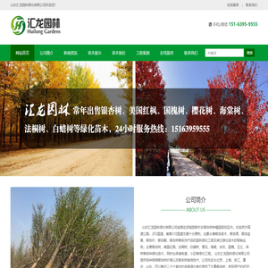 银杏树-山东银杏树-银杏树基地-银杏树价格 - 山东汇龙园林绿化有限公司