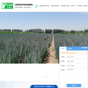 大葱种植技术_大葱种子_大葱病虫害_大葱专用肥-葱满满