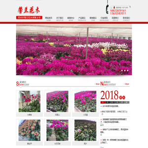 深圳市馨兰花木有限公司 深圳蝴蝶兰基地批发 蝴蝶兰苗圃批发 深圳蝴蝶兰批发零售中心