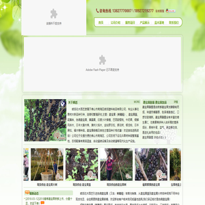 嘉宝果|树葡萄|嘉宝果苗|台湾嘉宝果价格|☆顺滔花木园艺☆