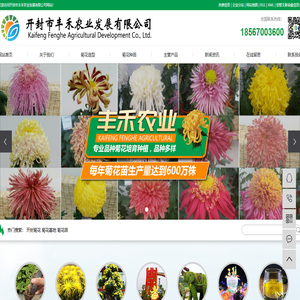开封菊花_菊花基地_菊花苗-开封市丰禾农业发展有限公司