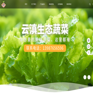 意大利生菜_黄白_上海青_嵩明县裕隆蔬菜种植园