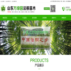 山东法桐苗_山东法桐小苗_山东法桐价格-山东万绿园法桐苗木