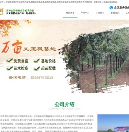 陕西元宝枫,陕西元宝枫基地,陕西元宝枫苗,陕西元宝枫价格|陕西宝枫园林科技工程有限公司