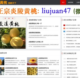 正宗炎陵黄桃基地直供-刘娟家果园