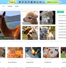 羊驼养殖,羊驼出租【四方羊驼养殖场】