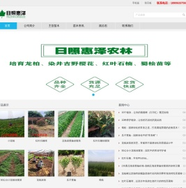 小龙柏,龙柏苗,龙柏床苗,嫁接小龙柏,龙柏树,龙柏球,龙柏工程苗 - 日照惠泽农林科技有限公司