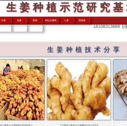 生姜种植批发|高丽参,人参，党参,沙参,