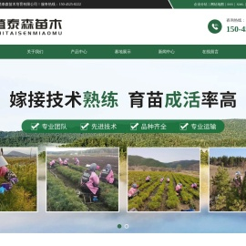 黑龙江红松苗_黑龙江樟子松苗_黑龙江蓝靛果苗_黑龙江嫁接苗-七台河市植泰森苗木培育有限公司