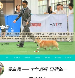 黄白黑柯基